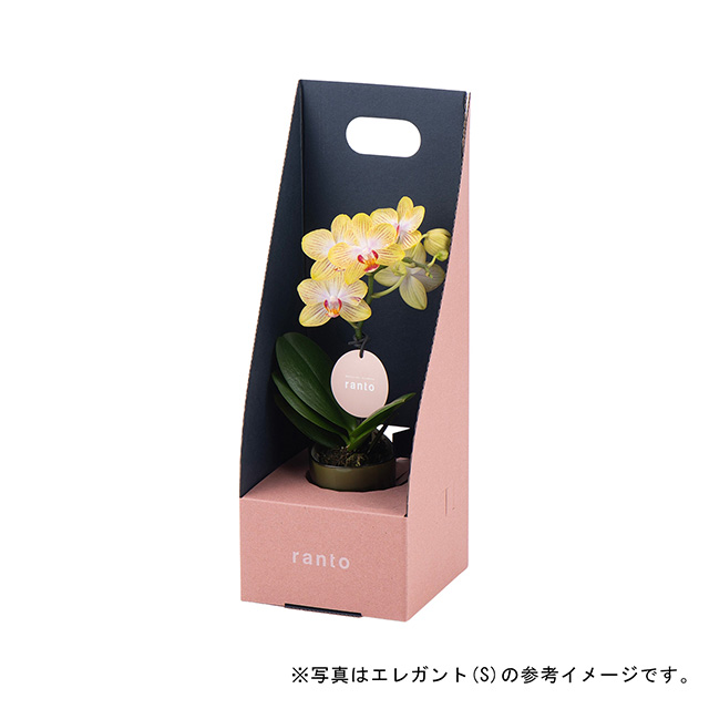 キュート(S) サブ画像6